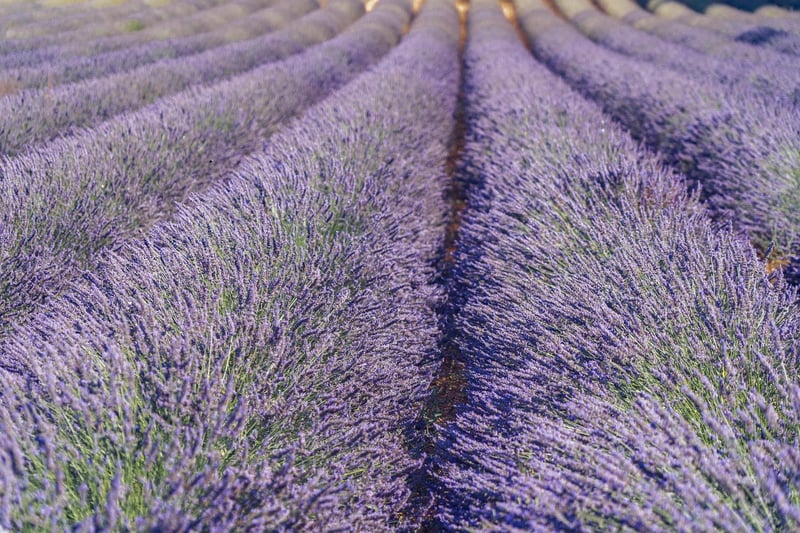 Fragrant Flowers