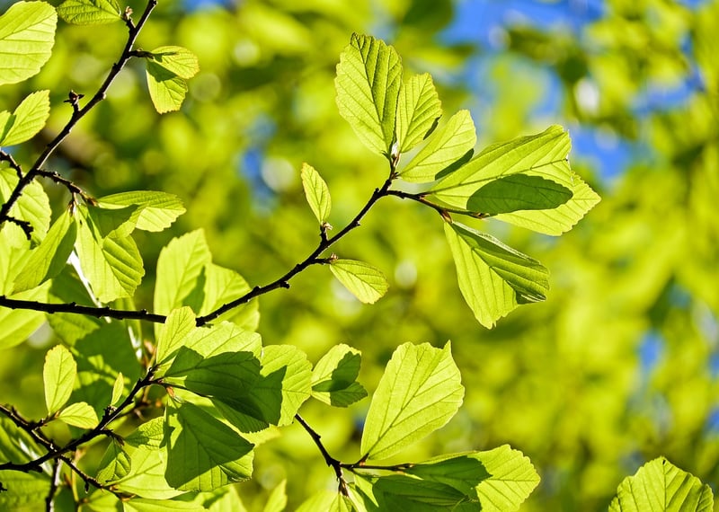 Pruning Techniques