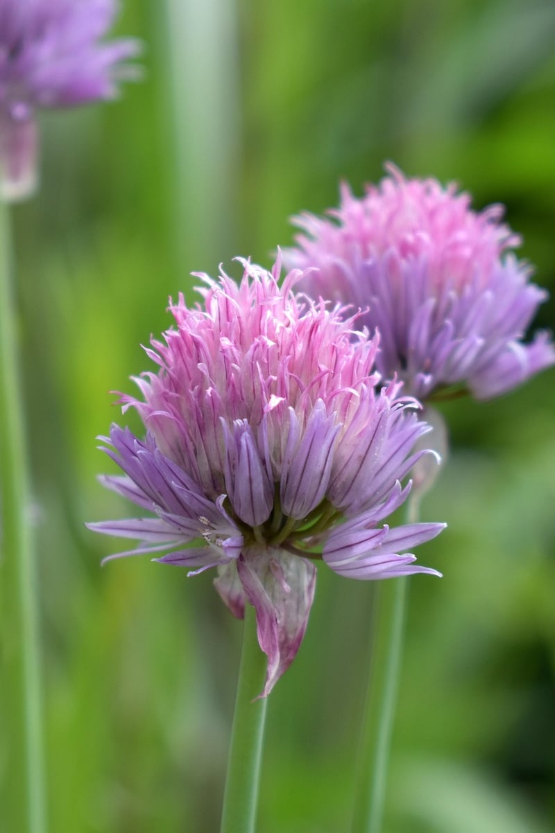 Chives