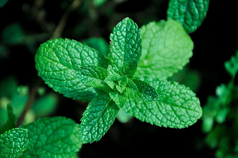 Mint