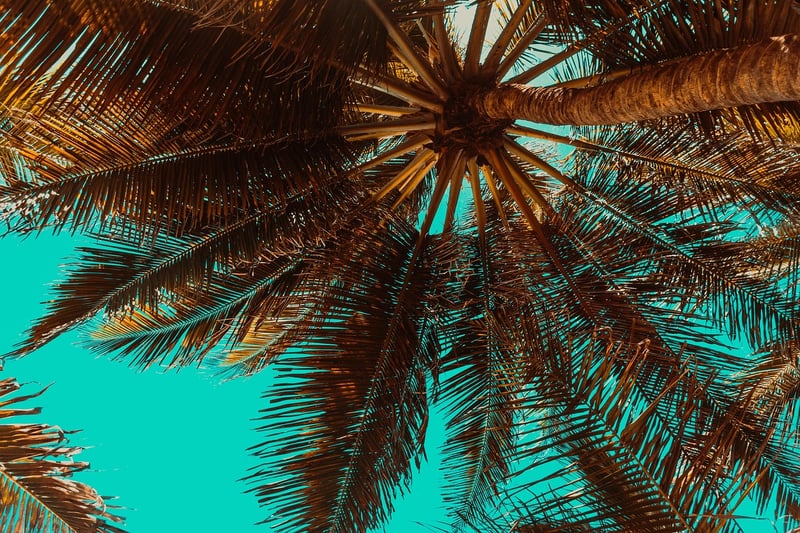 Tropical Palm Trees
