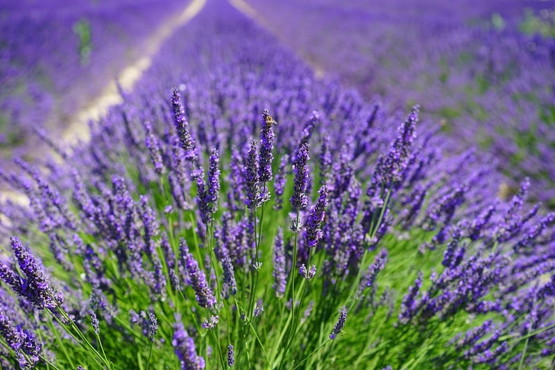 Thyme